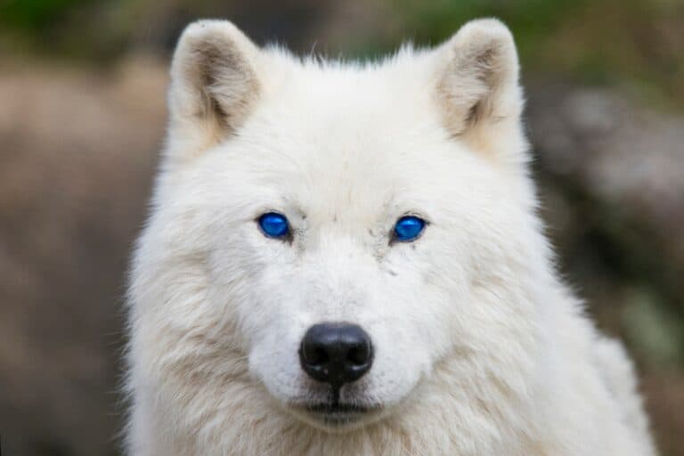 An inside-out look at cyber security from Arctic Wolf CISO Adam Marrè